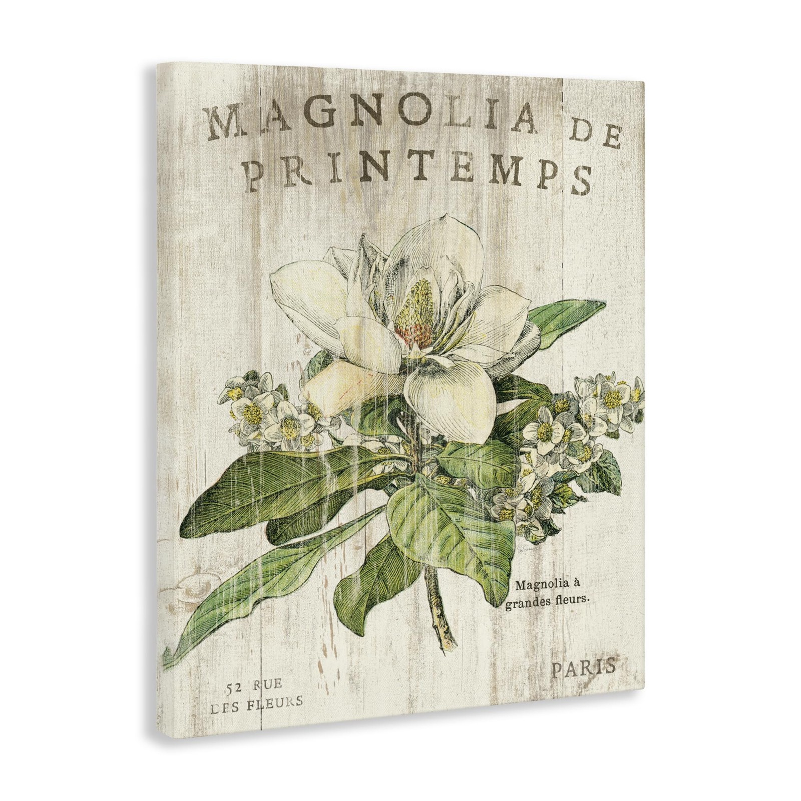 French Magnolias In Spring Stretched Canvas Wall Art, Proudly Made in USA, Desig