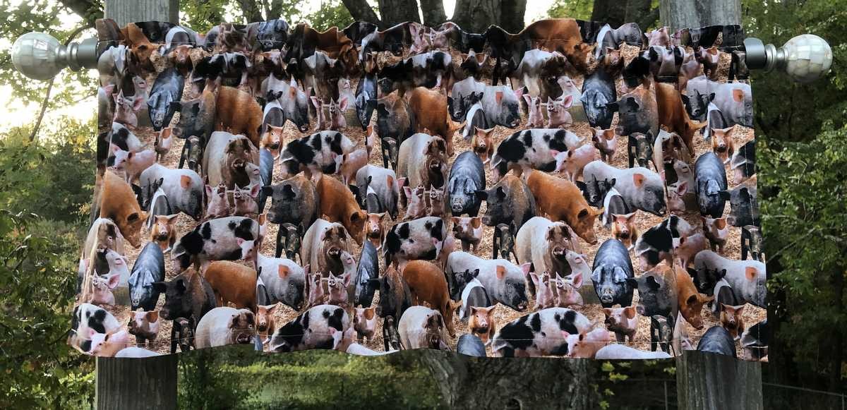 Farmhouse Pig Valance Curtain for Kitchen Window Country Barnyard Swine Decor