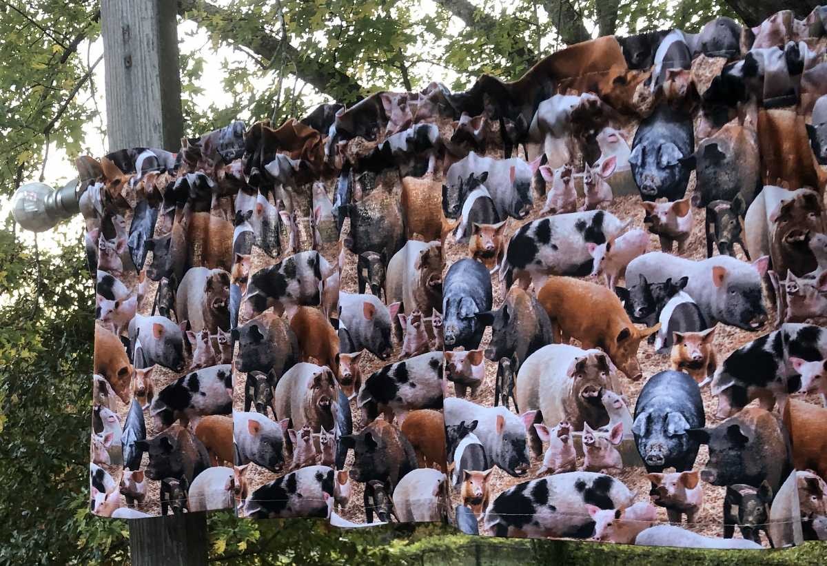Farmhouse Pig Valance Curtain for Kitchen Window Country Barnyard Swine Decor