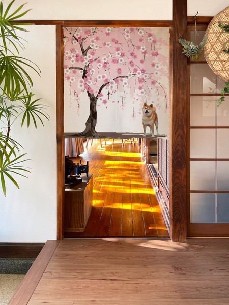 Noren Japanese door curtain 33.5×35.4 in polyester Shiba Inu Cherryblossom Japan