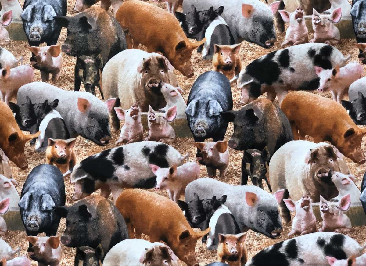 Farmhouse Pig Valance Curtain for Kitchen Window Country Barnyard Swine Decor