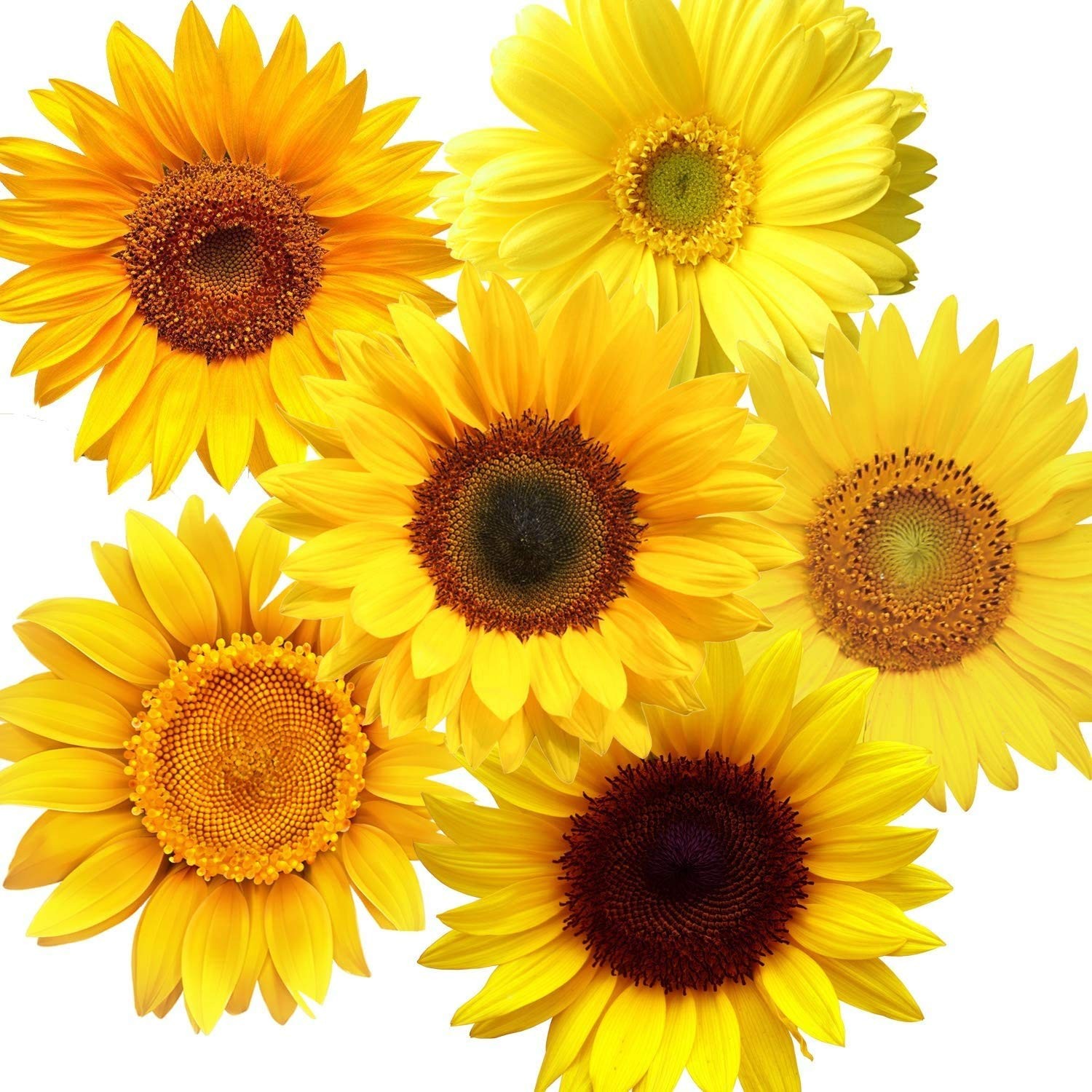 Zonon 72 Pieces Summer Sunflower Wall Decals 3 Count (Pack of 1), Bright