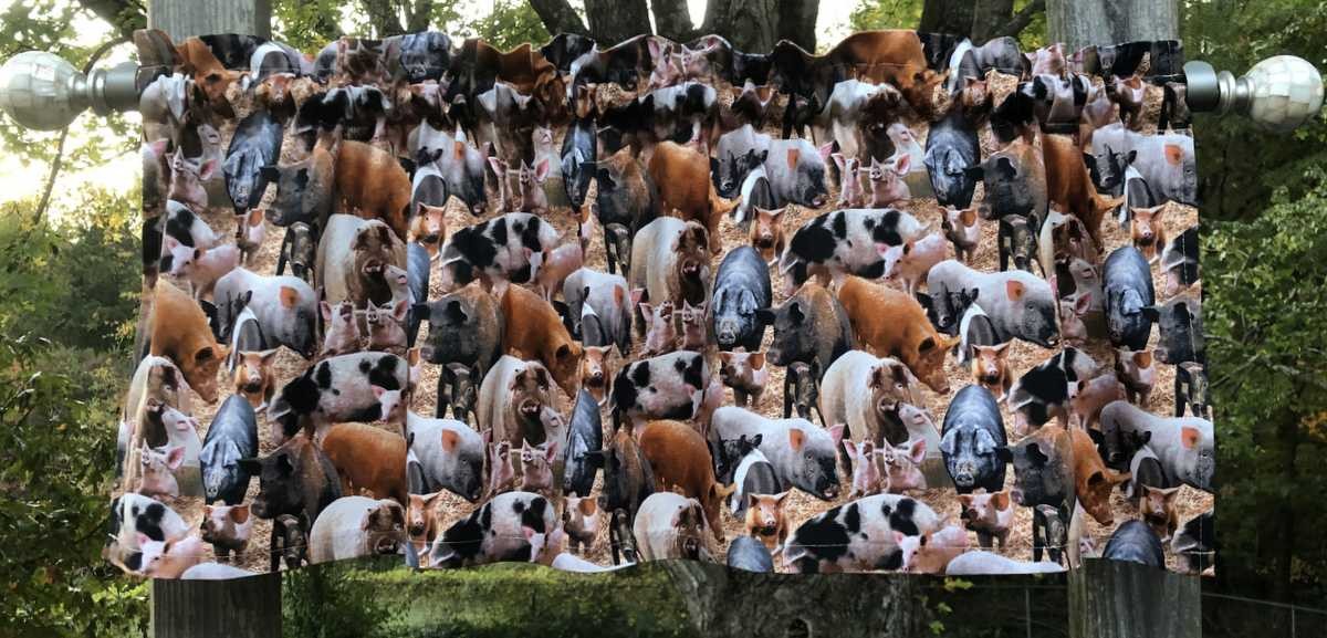 Farmhouse Pig Valance Curtain for Kitchen Window Country Barnyard Swine Decor