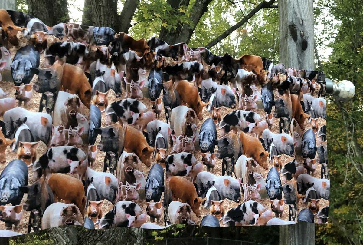 Farmhouse Pig Valance Curtain for Kitchen Window Country Barnyard Swine Decor