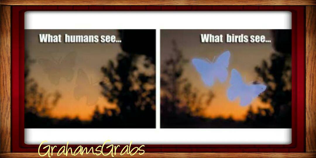 WINDOW ALERT ANTI-COLLISION CLINGS BUTTERFLY DECALS PREVENT WINDOW STRIKES